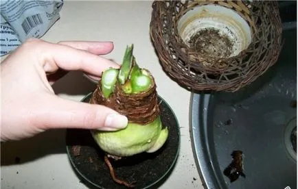 Cum să transplant Amaryllis