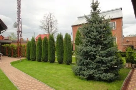 Cum să transplant de molid din pădure la site-ul atunci când este mai bine să planteze în primăvara sau toamna molid, video de pe dreapta (transplant) Cum să transplant de molid din pădure la site-ul atunci când este mai bine să planteze în primăvara sau toamna molid, video de pe dreapta