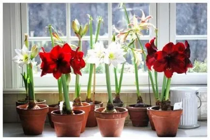 Cum să transplant Amaryllis