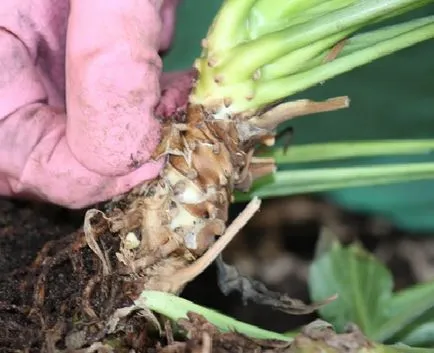 Cum să transplant Spathiphyllum (fericire feminin) în casă