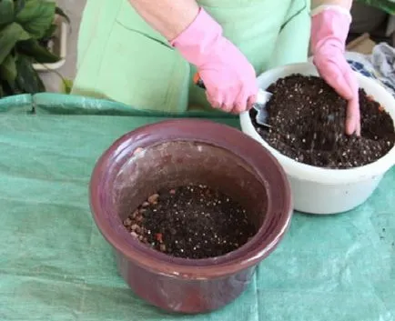 Cum să transplant Spathiphyllum (fericire feminin) în casă