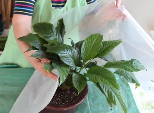 Cum să transplant Spathiphyllum (fericire feminin) în casă