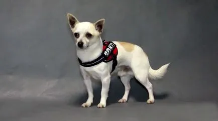 Cum de a alege o lesa, ham, guler și un bot pentru Chihuahua