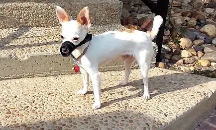 Cum de a alege o lesa, ham, guler și un bot pentru Chihuahua
