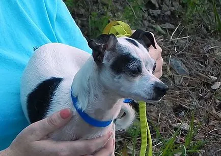 Cum de a alege o lesa, ham, guler și un bot pentru Chihuahua