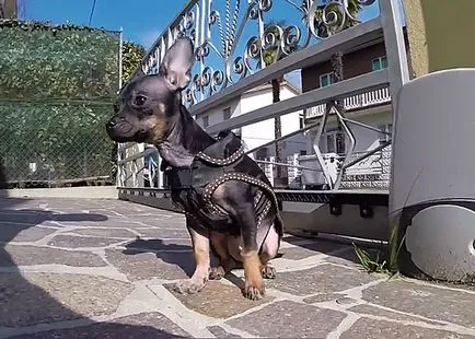 Cum de a alege o lesa, ham, guler și un bot pentru Chihuahua