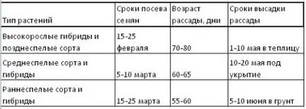 Cum să planteze răsaduri de roșii în selectarea corectă a semințelor, etapele de cultivare (cultivare) Cum să planteze răsaduri de roșii în selectarea corectă a semințelor, etapele de cultivare