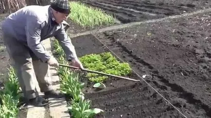 Cum să planteze mărar și pătrunjel în țară și cum să le crească, video