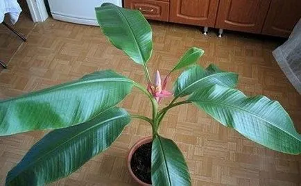 Cum să planteze și să crească o banana la domiciliu, îngrijirea banana pateu