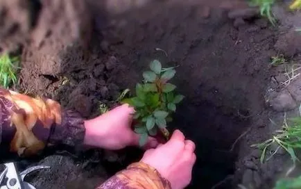 Cum de a planta un trandafir corect (trandafir) Cum de a planta un trandafir drept