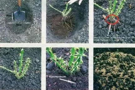 Cum de a planta un trandafir corect (trandafir) Cum de a planta un trandafir drept