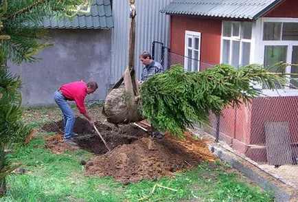 Cum să planteze molid pe site-ul și să-l îngrijire corespunzătoare