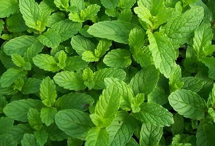 Cum să planteze menta și să aibă grijă de ea în câmp deschis