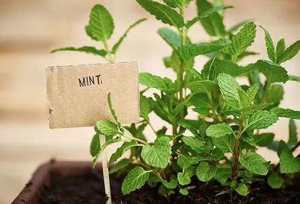 Cum să planteze menta și să aibă grijă de ea în câmp deschis