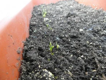 Cum să planteze mărar și pătrunjel în țară și cum să le crească, video
