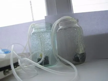 Cum să planteze răsaduri de roșii în selectarea corectă a semințelor, etapele de cultivare (dreapta) Cum să planteze răsaduri de roșii în selectarea corectă a semințelor, etapele de cultivare
