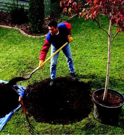 Cum să planteze un copac vorbi despre acest lucru (copac) Cum să planteze un copac vorbesc despre asta