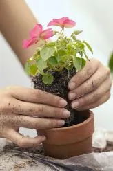 Cum să repot plante de interior