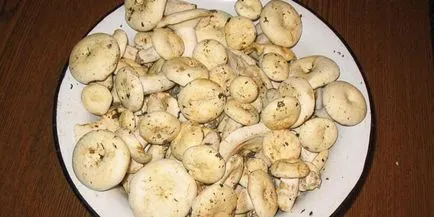 Cum se prăjesc ciupercile într-o tigaie și rețete delicioase în mod corespunzător cu fotografii