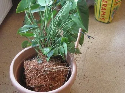 Cum să repot plante de interior
