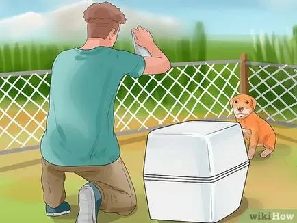 Cum de a prinde un câine