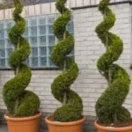 Cum de a planta un tuihvoynye copăcel