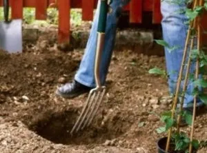 Cum să se hrănească Clematis pentru înflorire abundentă (Clematis) Cum să se hrănească Clematis pentru înflorire abundentă