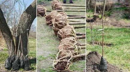 Cum de a planta un copac în primăvară (dreapta) Cum de a planta un copac în primăvară