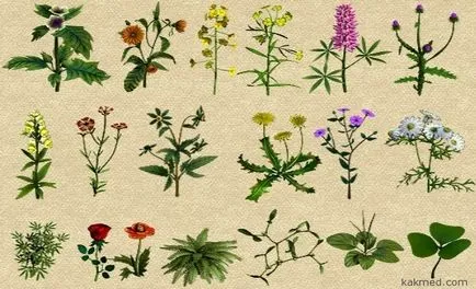 Cum să fiarbă și să ia infuzii de plante (piața farmaceutică foarte dezvoltată) Cum să fiarbă și să ia infuzii de plante