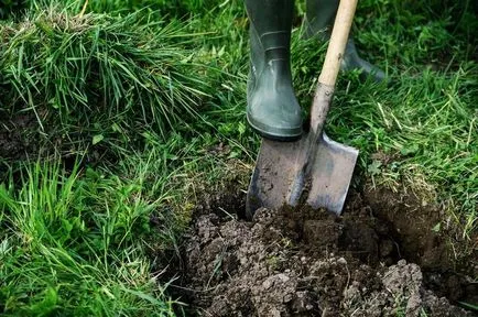 Cum de a planta un copac în primăvară (dreapta) Cum de a planta un copac în primăvară