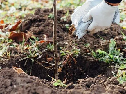 Cum de a planta un copac în primăvară (plantă) Cum de a planta un copac în primăvară