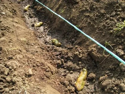 Cum să planteze cartofi pe distanța (plantă) Cum să planteze cartofi pe distanța