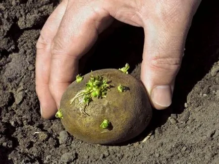Cum să planteze cartofi pe distanța (cartof) Cum să planteze cartofi pe distanța