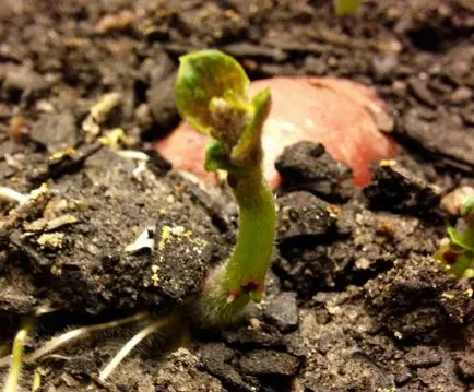 Cum să planteze cartofi pe distanța (plantă) Cum să planteze cartofi pe distanța
