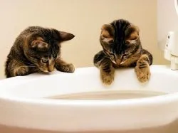 Cum de a preda un pisoi la toaleta (WC) Cum de a preda un pisoi într-o toaletă