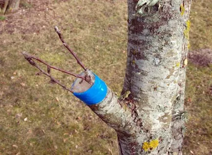 Cum de a planta o sincronizare para de portaltoi adecvate