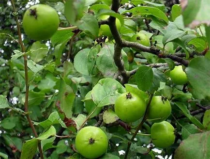 Ca să inoculeze mere Dychko (Dychko) Cum de a planta un măr la Altoi
