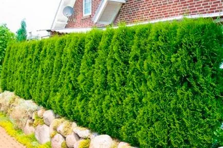 Cum să planteze tuia de primăvară - nu este nimic mai ușor (creșterea rădăcinii poate fi plecat) Cum să planteze tuia de primăvară - nu este nimic mai ușor