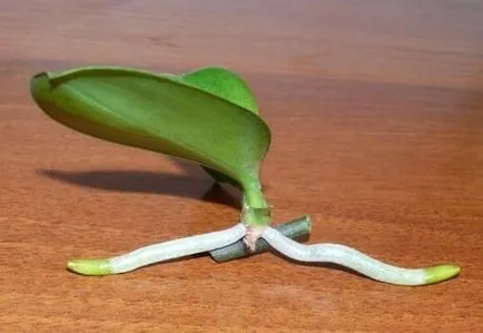 Cum reproduce Anthurium la domiciliu, foto și video