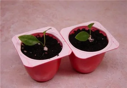 Cum reproduce Anthurium la domiciliu, foto și video