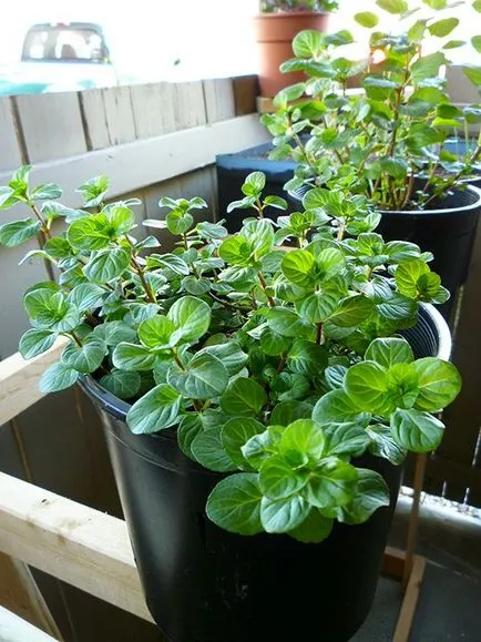 Cum de a planta mentă și în cazul în care este mai bine pentru a planta, grija de menta - un articol de la utilizator club de obi