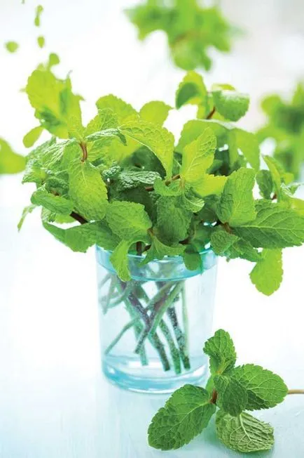 Cum de a planta mentă și în cazul în care este mai bine pentru a planta, grija de menta - un articol de la utilizator club de obi