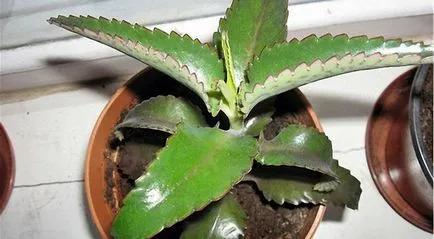 Cum de a face picături pentru nas de răceli Kalanchoe (răceli) Cum de a face picături pentru nas de Kalanchoe pentru răceli