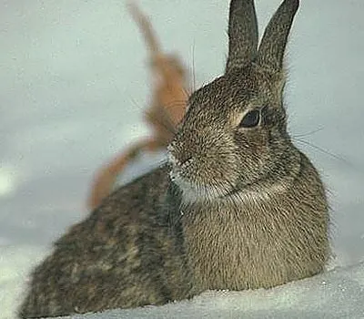 Cum de a face o buclă pe câine