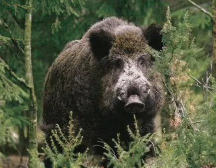 Cum de a face o buclă pe câine