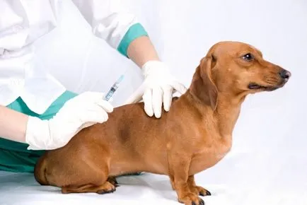 Cum de a face o lovitură de câine - subcutanat sau intramuscular în coapsă sau în greabăn