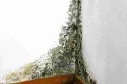 Cum pot elimina mucegaiul de pe pereți, podea sau tavan (podea) Cum pot elimina mucegaiul de pe pereți, podea sau tavan