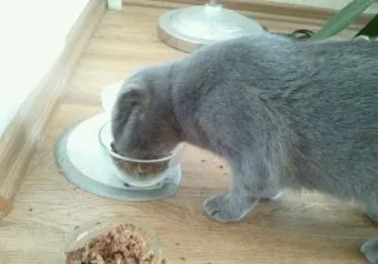 Ca un animal de companie îmbunătăți răspunsurile apetitului la întrebările despre nutriție și sănătate pisica (îmbunătățirea stării de sănătate a animalelor de companie poftei de mâncare pisicii îmbunătăți) Ca un animal de companie îmbunătăți răspunsurile apetitului la întrebările despre nutriție și sănătate pisica