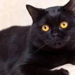 Cum să aibă grijă de o pisică rasa Sphynx Sfinxul
