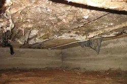 Cum de a distruge ciuperca sub podea pas cu pas instrucțiunile (foto)